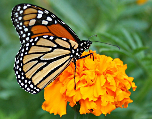 Combo Semillas Flores! Girasol Calendula Tagetes Zinnia