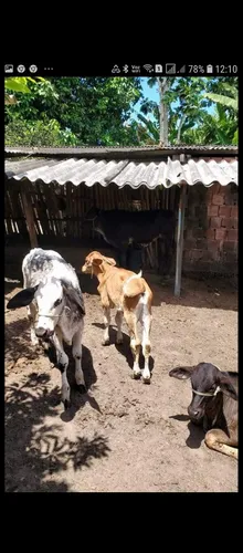 Vendo Sítio Com 52,5 Mil Mts2 Em Igarassu, 100% Plano.