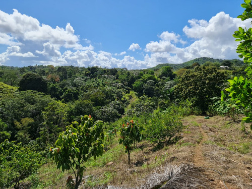 Finca En La Malena San Francisco De Macoris Con Titulo De 100 Tareas 3400 Matas De Limon 1980 Matas De Cacao Y Mas