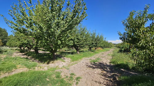 Finca De 3.7 Ha En Producción