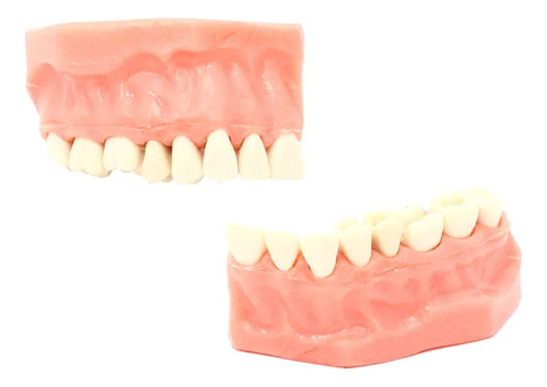 Tipodonto 1/4 De Arcada Dental 2pz