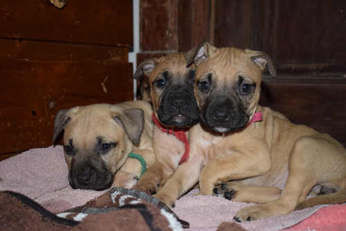 Imagen 4 de 8 de American Pit Bull Terrier ( Camada )