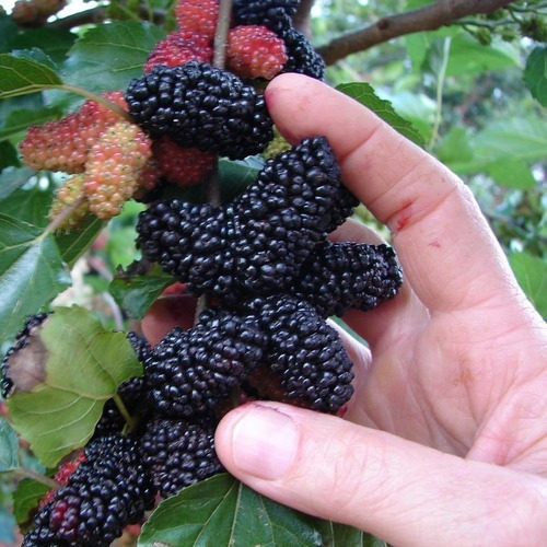 2000  Sementes Amora Preta Gigante Frete Grátis