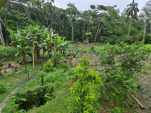 Imagen 7 de 14 de Linda Finca 32 Hectáreas Jambelí - Lago Agrio - Oriente