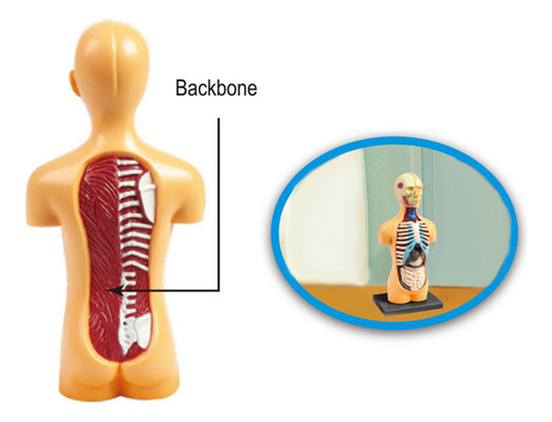 Modelo De Cuerpo De Torso Humano, Anatomía Anatómica,