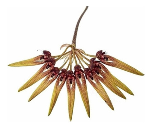 Orquídea Bulbophyllum Picturatum Planta Adulta Flor Exótica