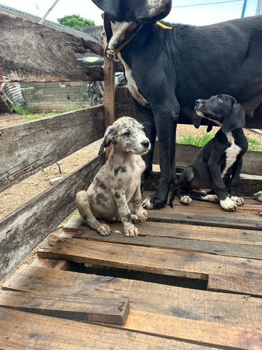 Grandanes Cachorros