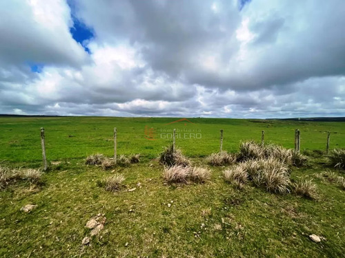 Campo Ganadero En Venta En  Lavalleja