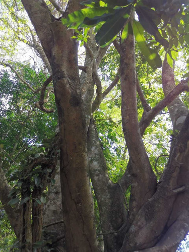 Imagen 9 de 14 de Bella Propiedad, Paz Y Naturaleza, Tranquilidad, Tierras Mor