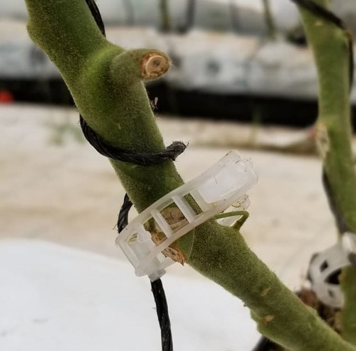 Anillo Para Tutoreo  Jitomate Tomate Invernaderos 5000 Pzas