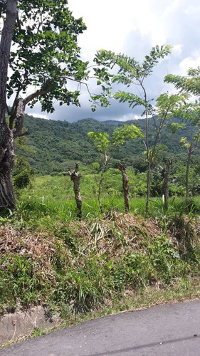 Imagen 3 de 14 de Terreno Nirgua Yaracuay 51 Hectáreas De Terreno
