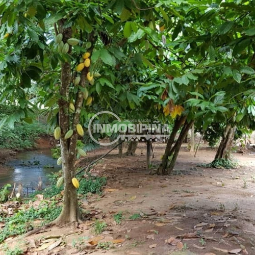 Imagen 13 de 15 de Finca En Venta Upata Estado Bolivar Lp