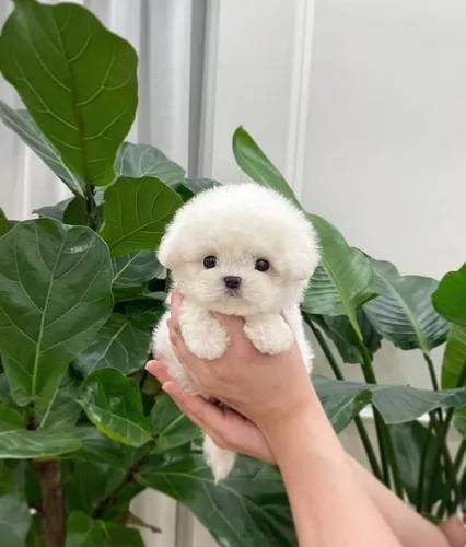 Cachorros French Poodle Guadalajara