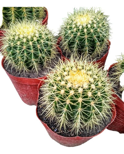 Echinocactus Grusonii - Asiento De Suegra Cactus - M 5 Lts