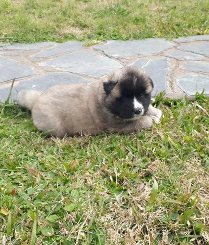 Cachorros Akita Americano De Padres Inscritos En Kcc.