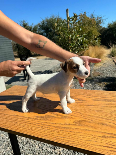 Jack Russell Terrier