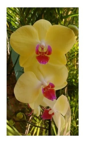 Raridade! Orquídea Phalaenopsis Amarela Adulta