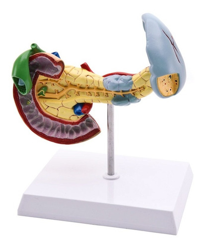 Modelo Anatómico - Maqueta De Páncreas