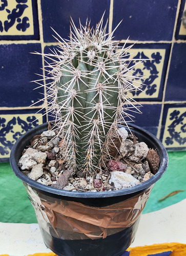 Pachycereus Pringlei, Cardon Gigante, Mp