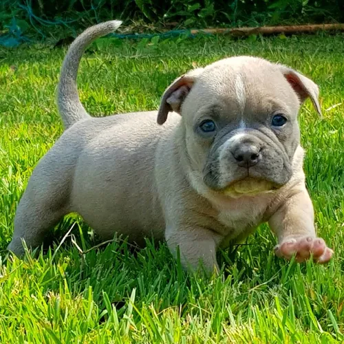 comprar American Bully Filhote Pocket 