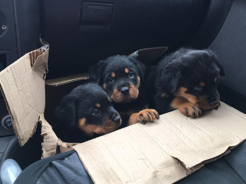 Rottweiler Aleman Padres Puros Alemanes
