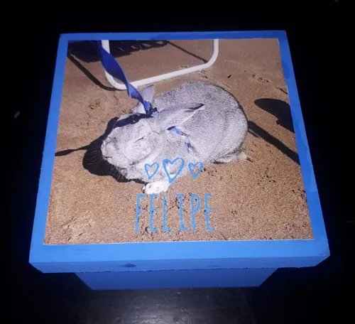 Cremación De Mascotas Zona Sur Y Gba