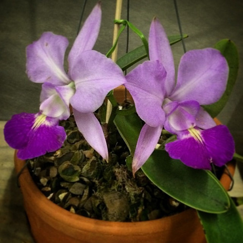 Cattleya Walkeriana Tipo (muda Sem Flor) Orquídea Espécie