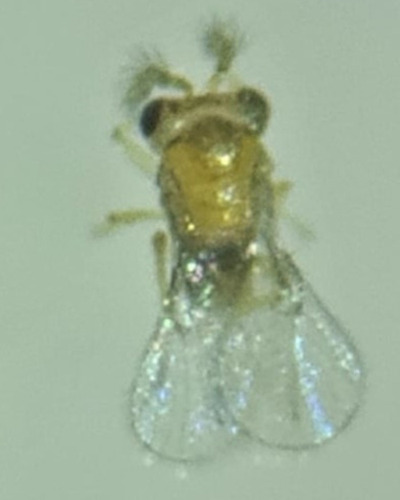 Trichogramma Sp. 