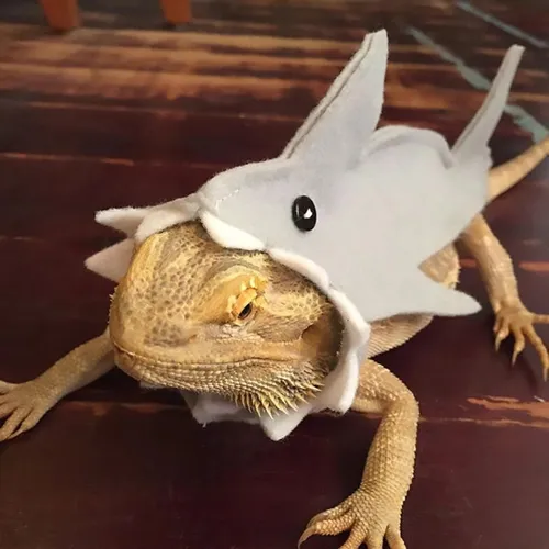 Ropa De, Traje De Tiburón Dragón Barbudo De Tela De