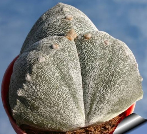 Astrophytum Myriostigma Tricostatum, 3 Costillas, Nv