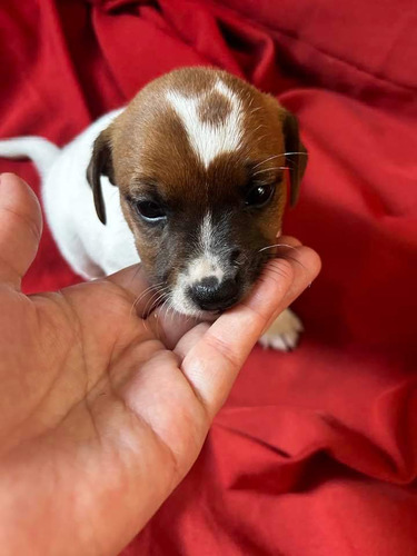 Cachorros Jack Russell Terrier