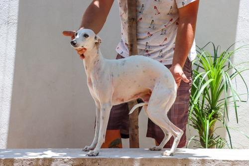 Whippet Macho Cachorros