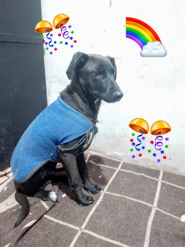 Cachorrito Tomy, 5 Meses ( A Mayo ) Adorable, Tímido, Dulce