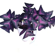 Comprar Bulbos De Oxalis Triangularis Trebol Purpura X10 Bulbos