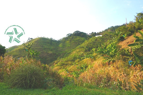 Imagen 12 de 17 de Vendo Finca A Media Hora De Pereira