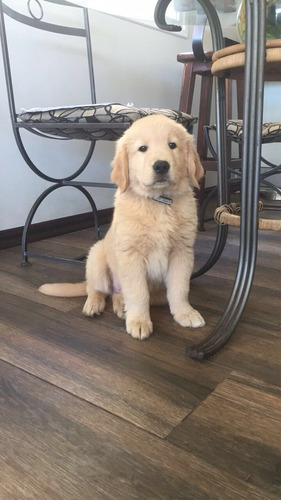 Golden Retriver Cachorro Macho  Ya Con Su Primer Vacuna