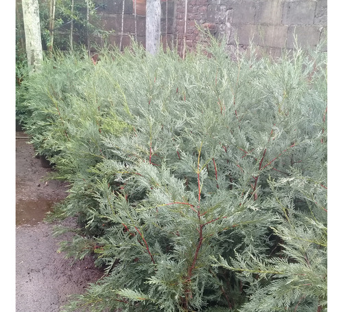 Leylandii, (consulte Por Diferentes Tamaños, Hay Stock.).-