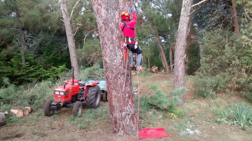 Imagen 2 de 10 de Arborista Certificado Aataac - Poda De Árboles