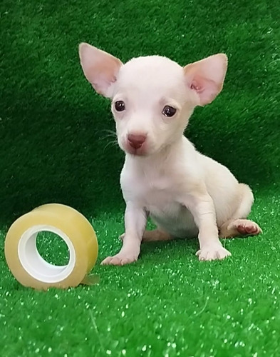 Chihuahua Mini Varios Colores (Usado)