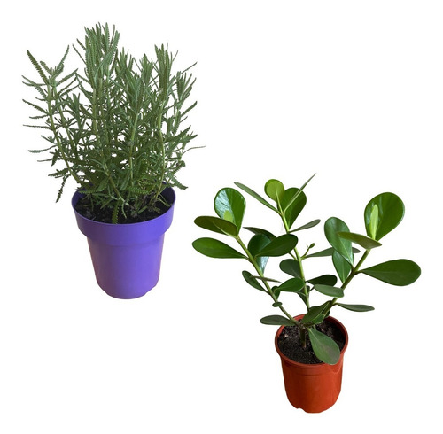 Excelente Kit Com 2 Mudas: 1 Lavanda Vaso + 1 Clúsia Verde