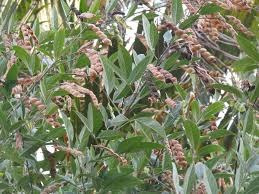 Feijão Perene Andú 250 Sementes P Mudas Planta Árvore Grãos