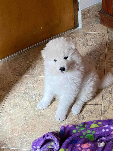 Samoyedo