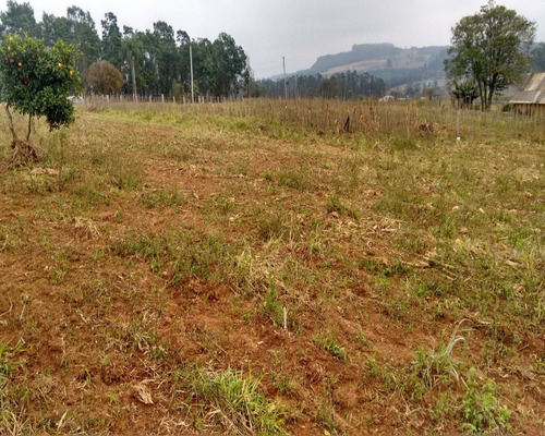 Chácara 10.000 M² - Lomba Grande - Novo Hamburgo - Rs - 1195 - 32419716