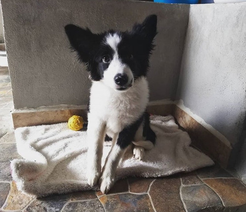 Border Collie 4 Meses