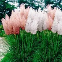 Comprar 20 Semillas De Cortadera Hierba Pampa Hierba Ornamental Mix