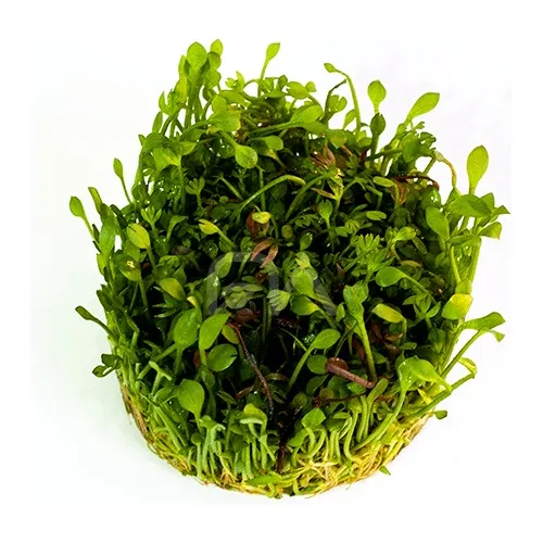 Marsilea Crenata Planta Acuario Plantado. 