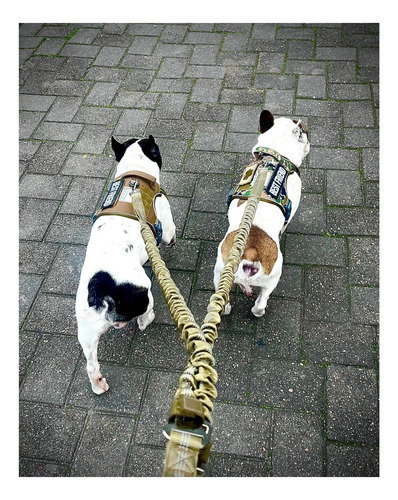 Tactidog Tactidog Bungee Tactical Dog Correa Sin Choque De Y Arena Del Desierto.