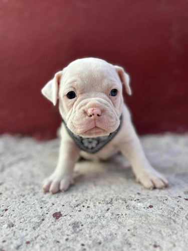 Cachorros Bully Pocket