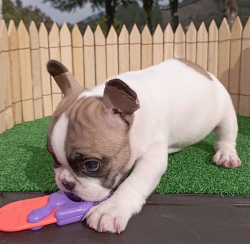 Imagen 2 de 5 de Bulldog Francés Mini