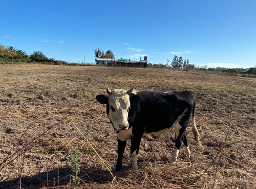 Venta De Parcela En Codigua Melipilla $70.000.000